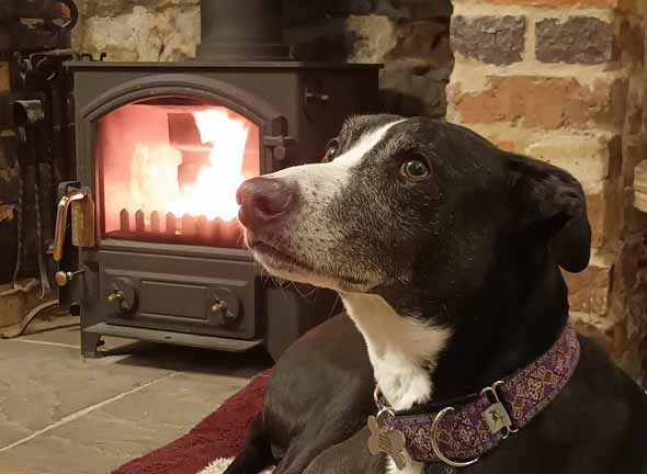 Our dog, Benson,  comfy in the cottage by the log burner fire